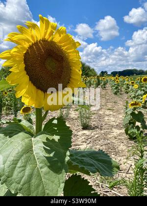 Field of sunflowers in Midwest during summertime Stock Photo