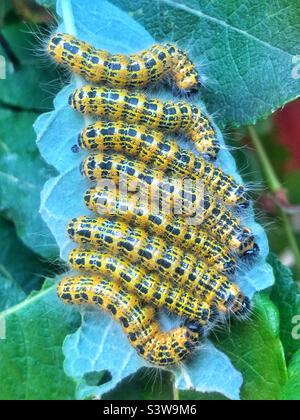 Buff-tip moth caterpillars (Phalera bucephala) Resting in a cluster on a sallow leaf preparing to moult. Hampshire garden United Kingdom Stock Photo