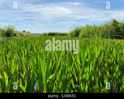 Stratiotes aloides (water soldier) in an Irrigation ditch in Northern Germany Stock Photo