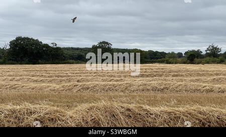 Freshly cut and harvested wheat field Stock Photo