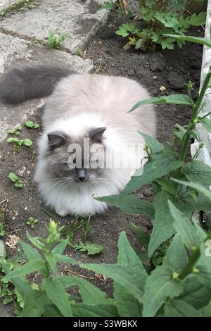 Ragdoll cat in garden Stock Photo