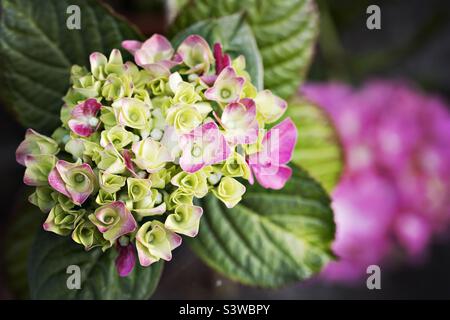 Hydrangea in flower in summer Stock Photo