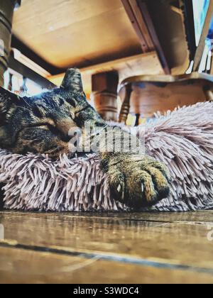 A cat sleeping comfortably in a fuzzy bed that is under a table. Stock Photo