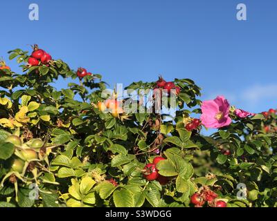 Rosehip bush and clear blue sky Stock Photo