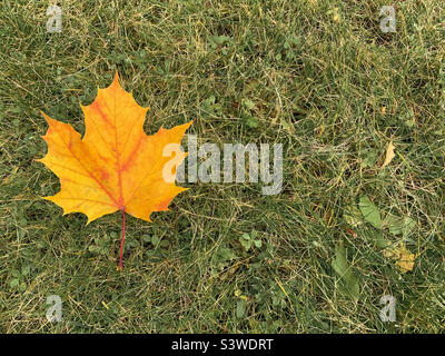 High angle view of a bright yellow maple leaf rests on soft grass. Stock Photo