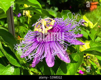 Purple Passion Flower in a Florida back yard Stock Photo