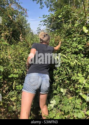 A woman in denim shorts collects blackberries from a bush on a summers day in England Stock Photo