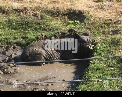 Like a pig in mud Stock Photo