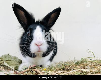 Cute Dutch rabbit Stock Photo