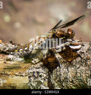 Female common whitetail dragonfly Stock Photo