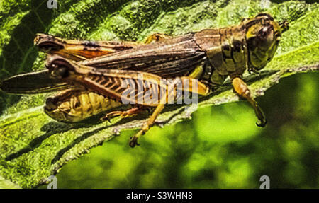 A grasshopper taking it easy resting gently on a green leaf in the woods of South Georgia. Stock Photo