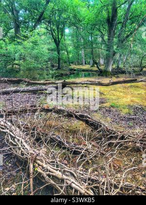 Fallen tree covered in Ivy vines and it’s branches next to Ober Water stream in the New Forest National Park, Brockenhurst, Hampshire, United Kingdom Stock Photo