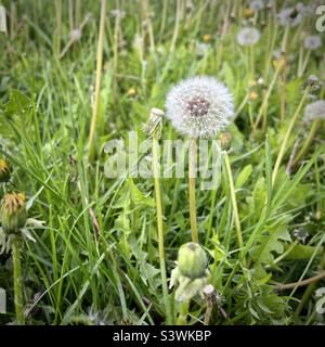 Focus on dandelion plant with white seeds, ready to be dispersed by the wind, grass around Stock Photo