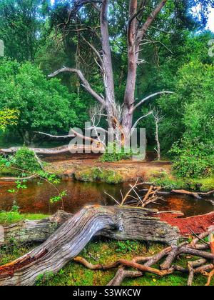 Pine tree and it’s fallen branches on the banks of Ober Water stream in the New Forest National Park, Hampshire United, Kingdom Stock Photo