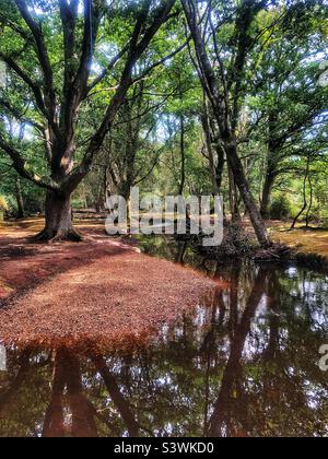 Ober Water stream in the New Forest National Park Brockenhurst Hampshire United Kingdom Stock Photo