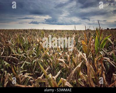 Field of ripening seed corn in summer, North Carolina Stock Photo