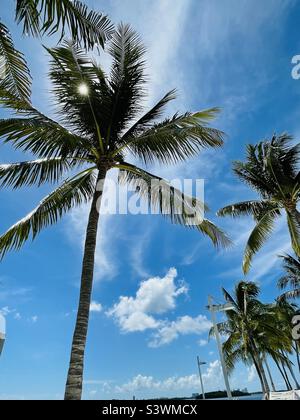 Lookkng up at the sin peeking through palm leaves Stock Photo
