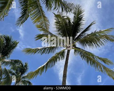 Looking up through palm leaves Stock Photo