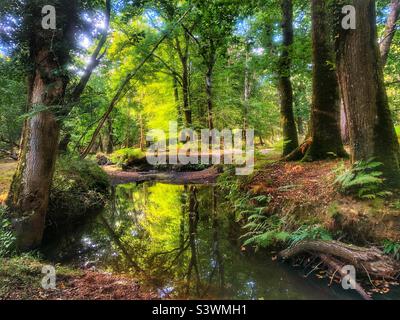 Highland Water stream during a drought in the New Forest National park, Lyndhurst, Hampshire, United Kingdom Stock Photo
