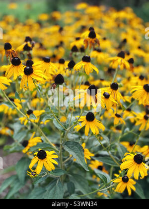 Gorgeous yellow gold colored rudbeckia aka black eyed Susan flower blossoms. Stock Photo