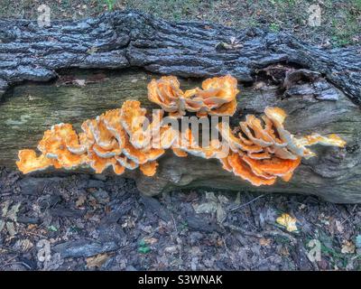 Chicken of the woods (Laetiporus sulphureus) on fallen tree in the New Forest National Park August 2022 Stock Photo