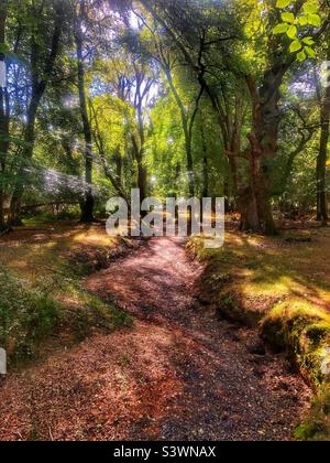 Highland Water stream dried up in a drought in the New Forest National Park, Lyndhurst, Hampshire, United Kingdom August 2022 Stock Photo