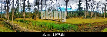 Dead oak forest and dried up Highland Water stream during a summer drought, New Forest National Park, August 2022 Stock Photo