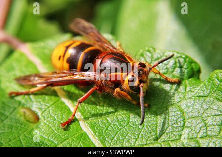 Hornet (Vespa velutina) resting on a sallow tree in sunshine, Hampshire garden Stock Photo