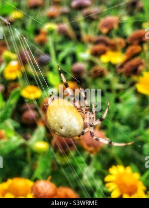 Four-spotted Orb Weaver Spider (Araneus quadratus) Female. Location: The Hub, Eastleigh, Bishopstoke, Hampshire, UK. August 2022. Stock Photo