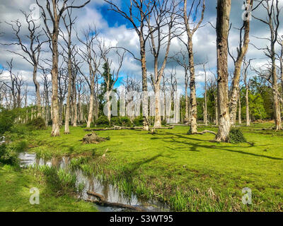 Dead standing oak trees in springtime in the New Forest National  Park Stock Photo
