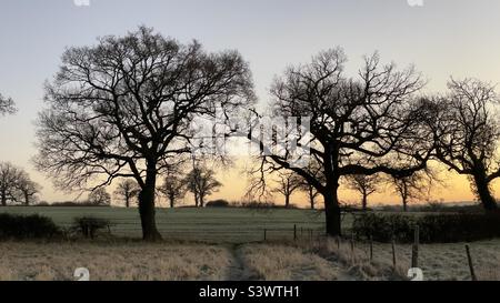 Sunrise in field in winter with tree silhouettes, frost on the grass and beautiful graduated colours in the sky Stock Photo