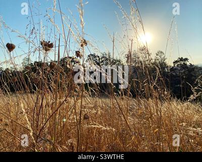 Sun shining through a field of tall dry grass, weeds, and Queen Anne's lace, in Eugene, Oregon. Stock Photo