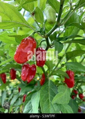 Red chillies growing on chilli plant Stock Photo