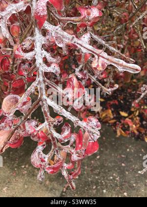 Red leaves encased in ice after a winter storm Stock Photo