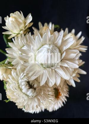 White strawflowers on black. Stock Photo