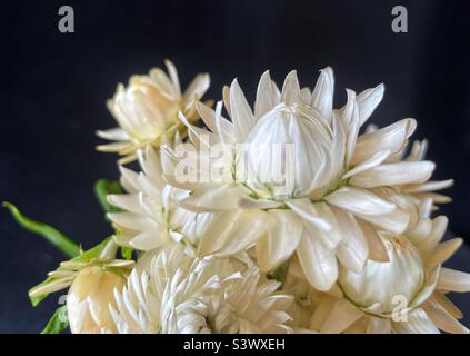 White strawflowers on black. Stock Photo