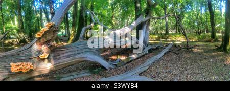 Chicken of the woods mushrooms (Laetiporus sulphureus) growing on a fallen tree in the New Forest National Park Stock Photo