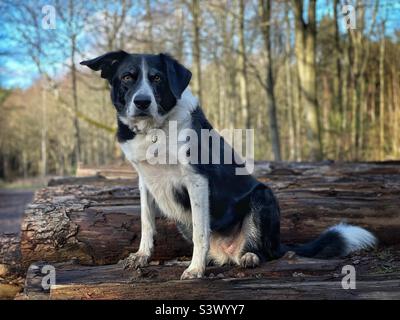 Border collie dog sitting on pile of logs in autumnal evening sun at golden hour and cut timber Stock Photo