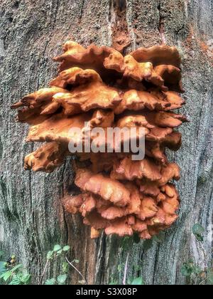 Rust coloured hard mushrooms growing on a tree trunk in a Hampshire forest United Kingdom. Late August Stock Photo