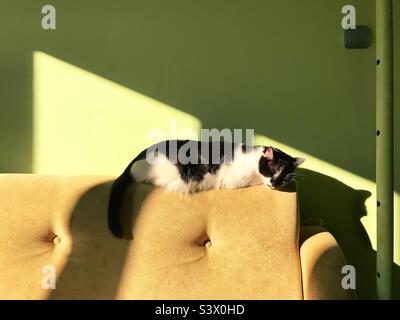 Domestic cat sleeping at home in light and shadows Stock Photo