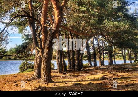 Pine trees next to Hatchet pond, Beaulieu, New Forest National Park, Hampshire, United Kingdom Stock Photo