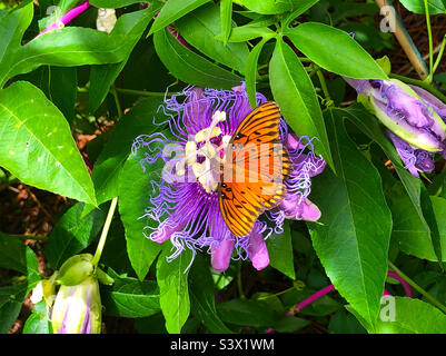A gulf fritillary butterfly on a Passion flower in a Florida garden Stock Photo