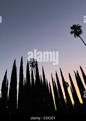 Palm and Cypress Trees at Sunset, Los Angeles California Stock Photo
