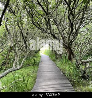 Walkway through lichen covered woodland with the appearance of an enchanted forest. St Mary’s, Isles of Scilly, Cornwall, England, UK. Stock Photo