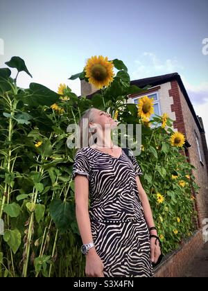 A woman stands underneath some very tall sunflowers in a front garden in London UK Stock Photo