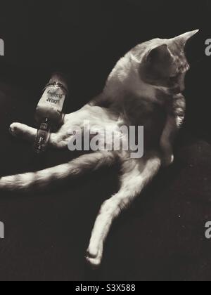 Derelict ginger cat in black and white Stock Photo