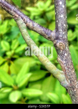 Peppered moth caterpillar (Biston betularia) Hampshire garden, September Stock Photo