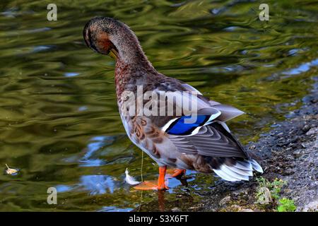 A lone blue mallard at the edge of the lake, water can be seen dripping off the bird into the calm and tranquil water. Stock Photo