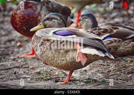 A lone Blue Mallard duck that is lifting up its leg and it’s rests at the waters edge of a lake. The blue strip of feathers is clearly visible in this image. This is one of many sleeping ducks nearby Stock Photo