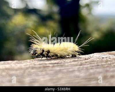 A Dagger Moth Caterpillar crawls along a deck railing. Don’t touch - the spikes will sting! Stock Photo